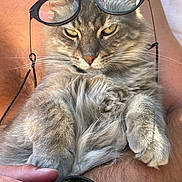 Taz a rejoint le concours — aidez-le/la à gagner de superbes lots ! accessory, animal, arm, cat, closeup, feline, fluffy, fur, glasses, gray_cat, human_hand, indoor, paw, person, pet, relaxed, smartwatch, technology, watch, whiskers