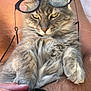 accessory, animal, arm, cat, closeup, feline, fluffy, fur, glasses, gray_cat, human_hand, indoor, paw, person, pet, relaxed, smartwatch, technology, watch, whiskers