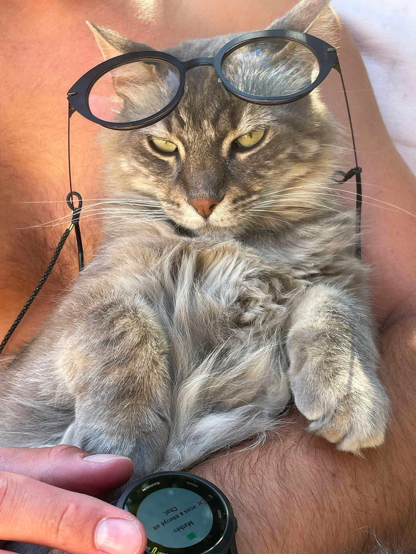 Taz a rejoint le concours — aidez-le/la à gagner de superbes lots ! accessory, animal, arm, cat, closeup, feline, fluffy, fur, glasses, gray_cat, human_hand, indoor, paw, person, pet, relaxed, smartwatch, technology, watch, whiskers