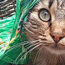 Taz participe au concours pour gagner de l'argent avec cette photo : animal, basket, cat, close_up, colorful, curious, detail, domestic_cat, eye, fabric, face, fur, green_scarf, natural_light, outdoor, pattern, pet, portrait, texture, whiskers