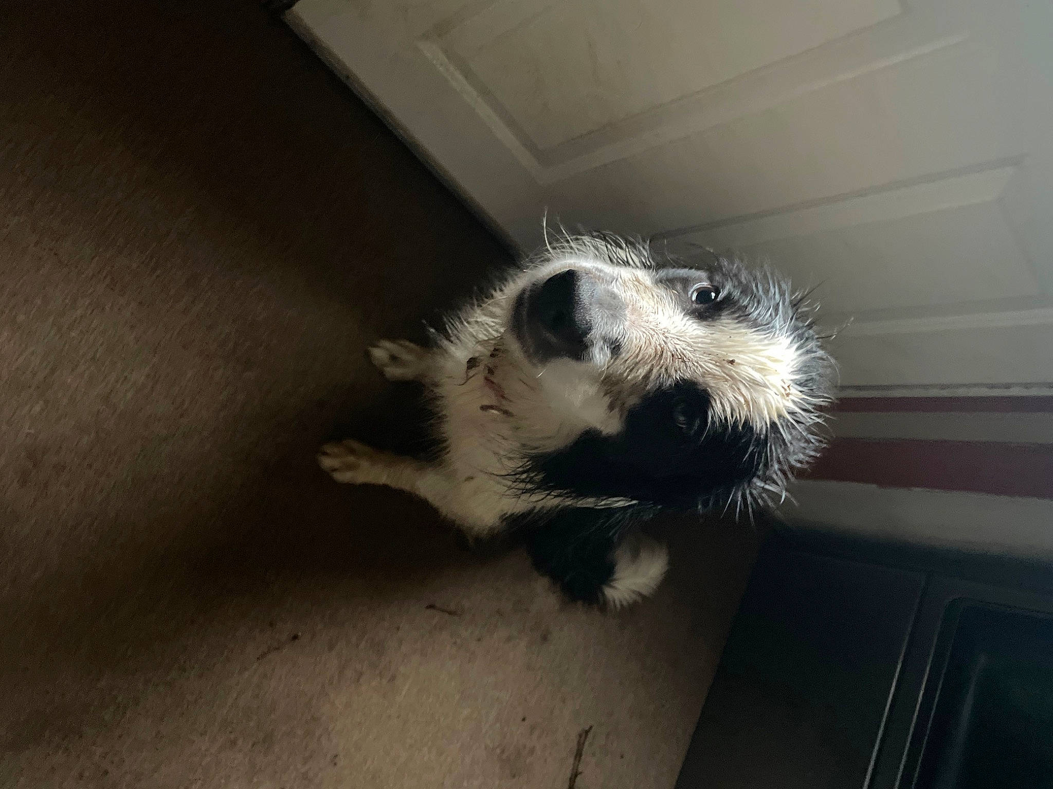 Booker is registered to the contest to win money with this photo: automotive_tire, canidae, carnivore, claw, companion_dog, dog, dog_breed, felidae, flooring, foot, fur, hardwood, paw, small_terrier, sporting_group, tail, terrier, toy_dog, whiskers, wood