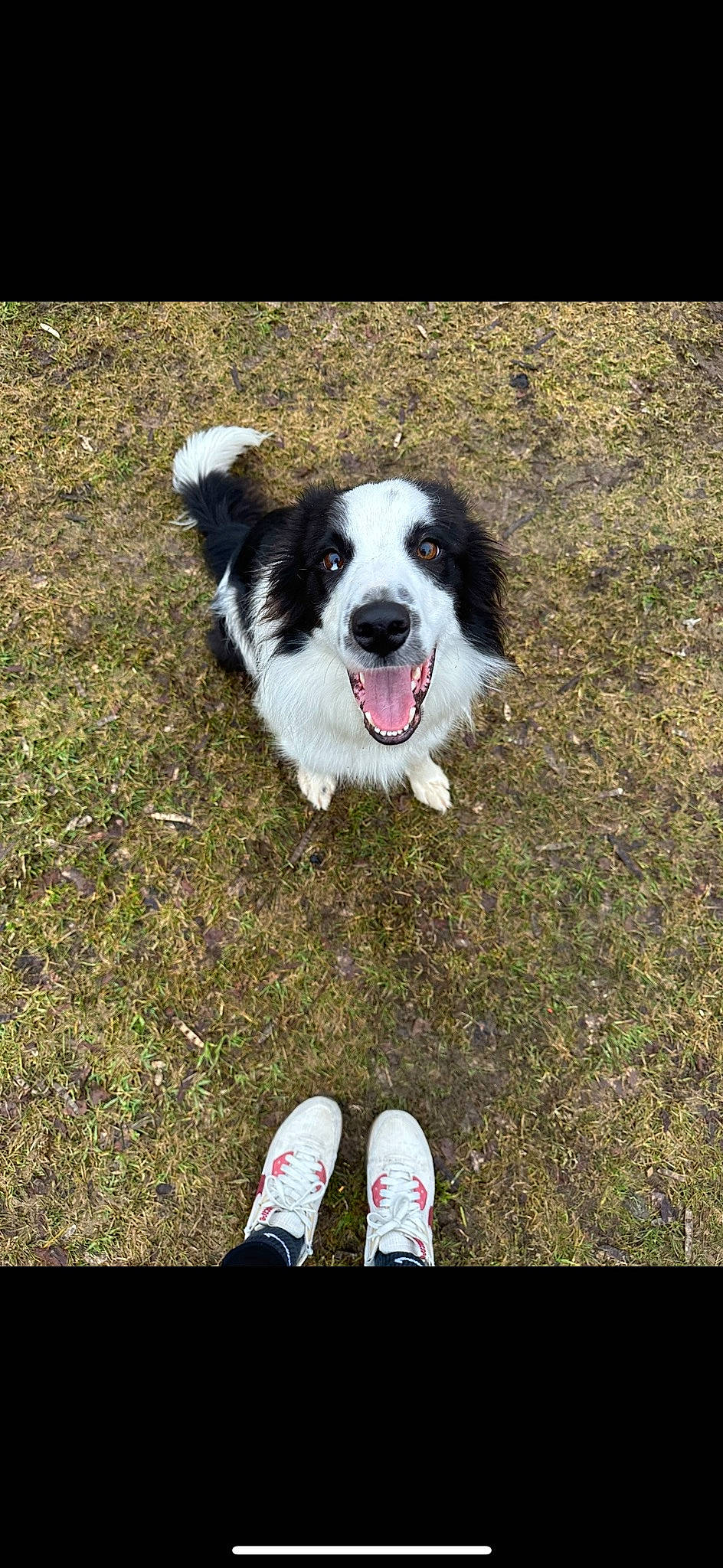 Booker joined the competition — help win amazing prizes! border_collie, canidae, carmine, carnivore, companion_dog, dog, dog_breed, dog_supply, grass, herding_dog, human_leg, paw, people_in_nature, plant, snout, soil, sporting_group, tail, walking_shoe, working_dog