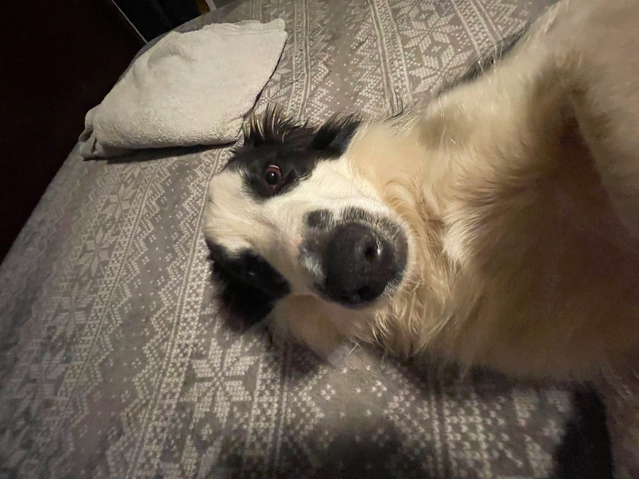 Booker joined the competition — help win amazing prizes! bored, canidae, carnivore, comfort, companion_dog, dog, dog_breed, flooring, fur, linens, paw, snout, sporting_group, terrestrial_animal, tints_and_shades, whiskers, working_animal