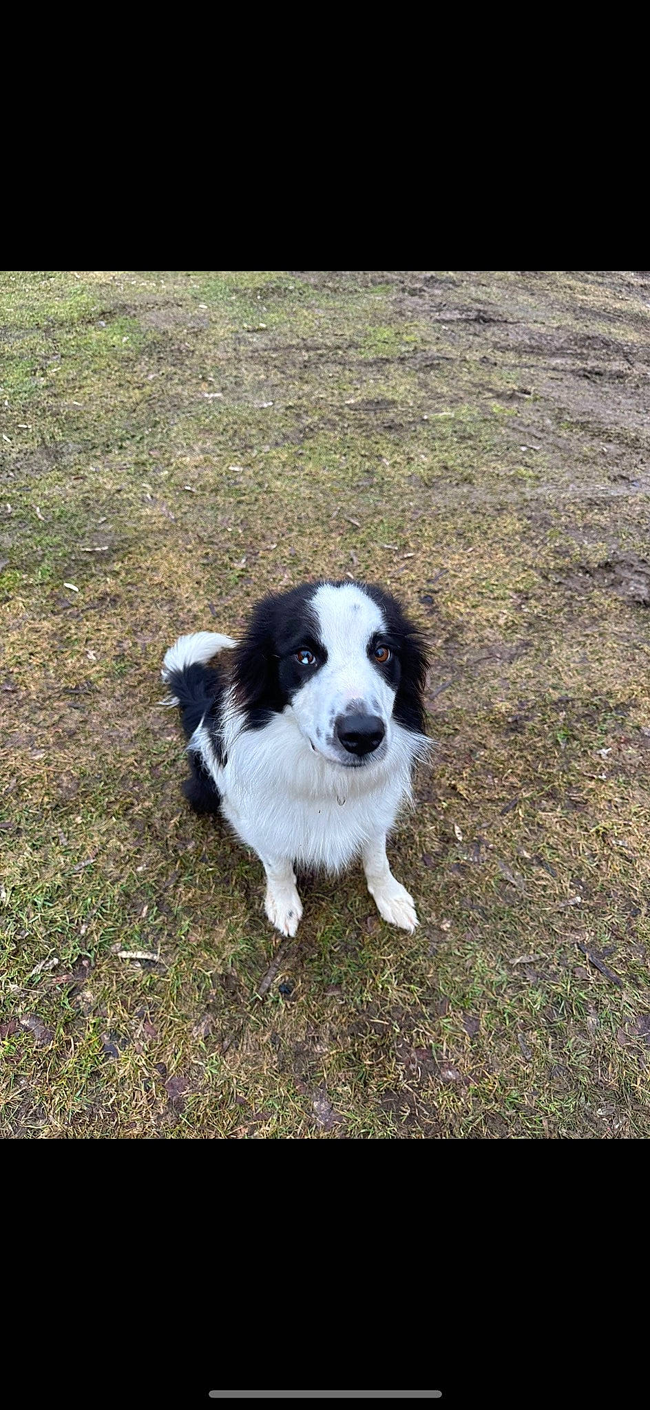 Booker joined the competition — help win amazing prizes! canidae, carnivore, companion_dog, dog, dog_breed, fur, grass, gun_dog, herding_dog, plant, shadow, soil, sporting_group, tail, terrestrial_animal, working_dog