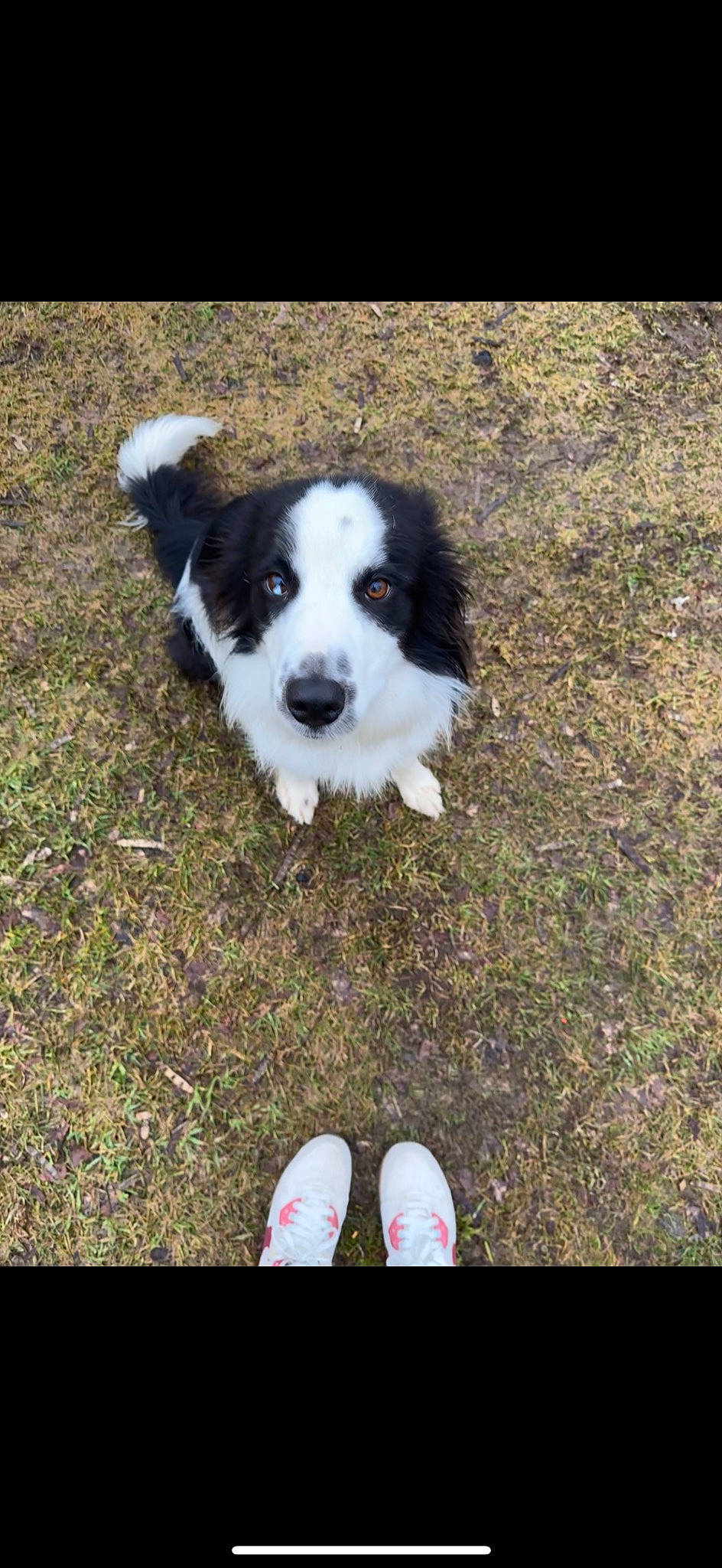 Booker is registered to the contest to win money with this photo: canidae, carnivore, companion_dog, dog, dog_breed, flooring, foot, grass, herding_dog, human_leg, people_in_nature, plant, soil, sporting_group, tail, terrier, toy_dog, walking_shoe, working_animal, working_dog