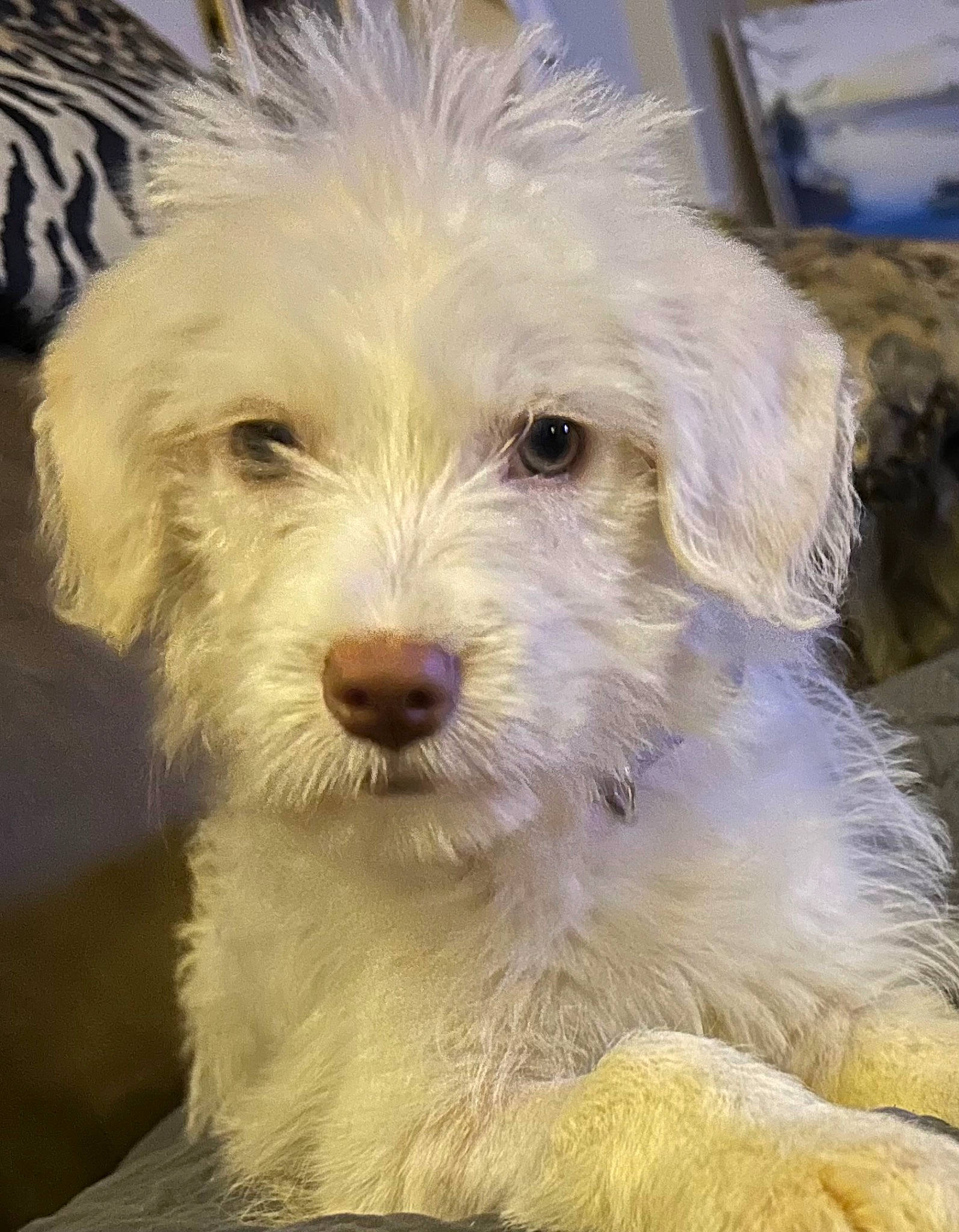 Comet Casper is registered to the contest to win money with this photo: canidae, carnivore, companion_dog, dog, dog_breed, eye, fur, maltepoo, non_sporting_group, puppy, small_terrier, sporting_group, terrier, toy_dog, water_dog, working_animal, yorkipoo
