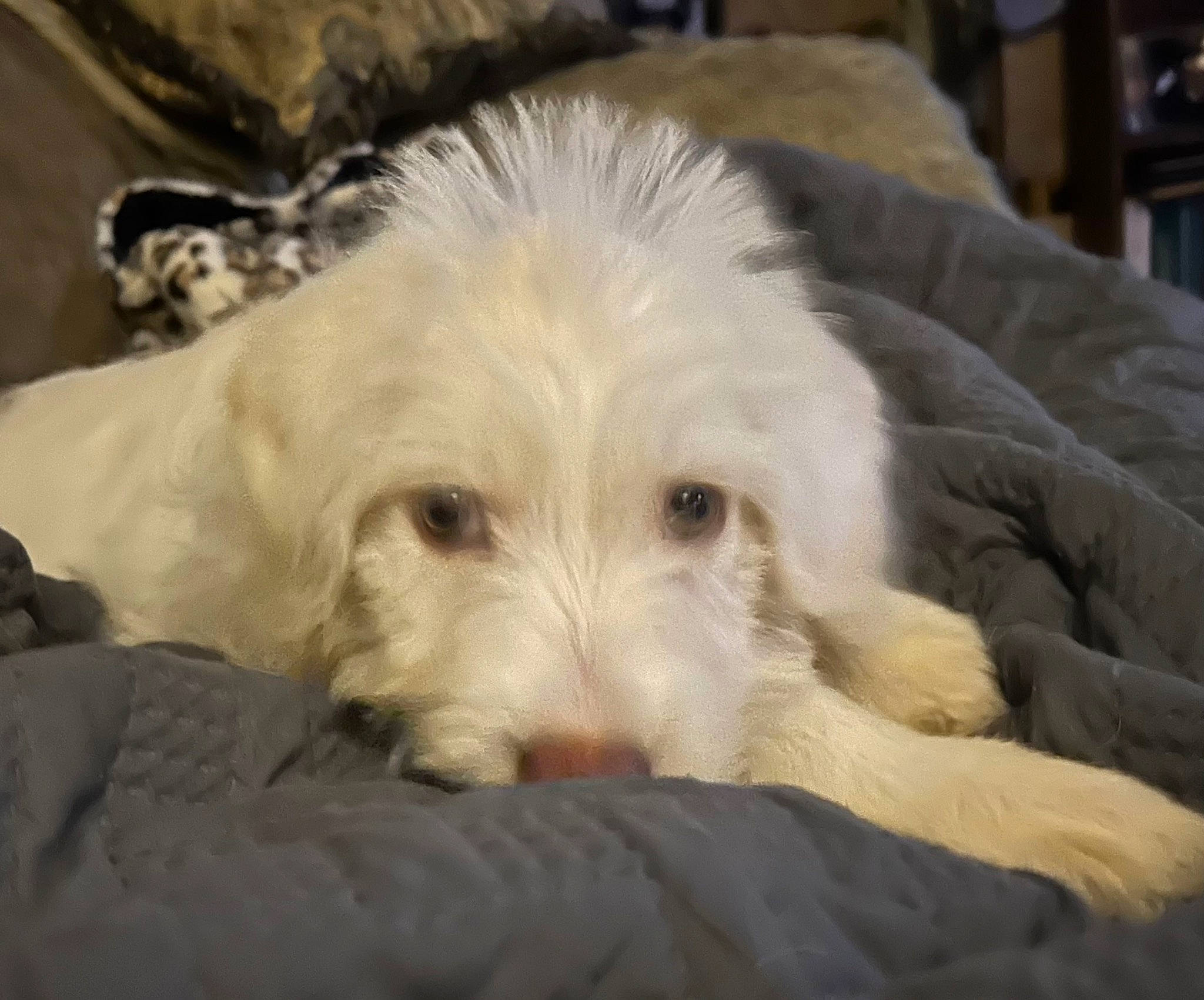 Comet Casper is registered to the contest to win money with this photo: canidae, carnivore, comfort, companion_dog, dog, dog_breed, fur, small_terrier, snout, sporting_group, terrestrial_animal, terrier, toy_dog, working_animal