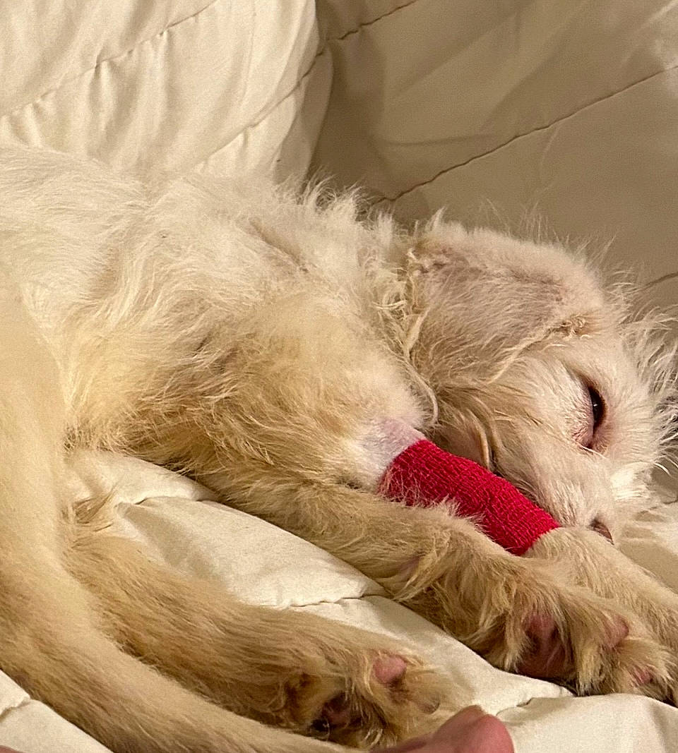 Comet Casper is registered to the contest to win money with this photo: canidae, carnivore, claw, comfort, companion_dog, couch, dog_breed, fawn, felidae, fur, linens, nap, paw, sleep, small_to_medium_sized_cats, snout, sporting_group, toy_dog, whiskers, wool