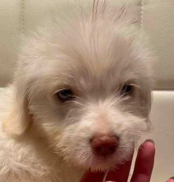 Comet Casper is registered to the contest to win money with this photo: canidae, carnivore, companion_dog, dog, dog_breed, fur, mal_shi, maltepoo, non_sporting_group, small_terrier, snout, sporting_group, terrestrial_animal, terrier, toy_dog, whiskers, working_animal