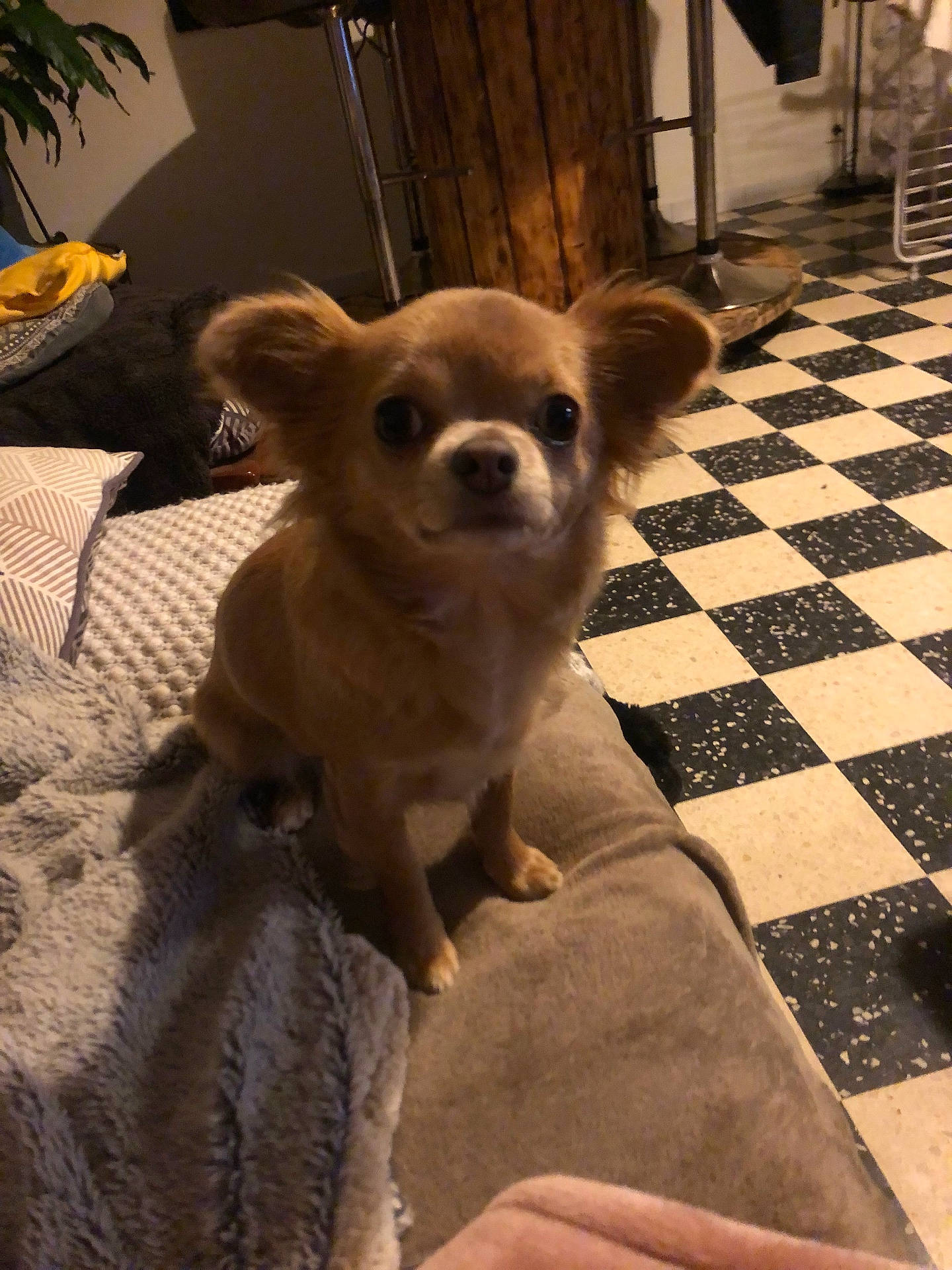 animal, architecture, bed, bedroom, blanket, building, canine, cat, chihuahua, cockerspaniel, dog, homedecor, indoors, interiordesign, outdoors, papillon, pet, puppy, shelter, slate