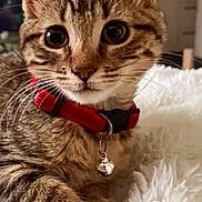 Moona participe au concours pour gagner de l'argent avec cette photo : cat, kitten, tabby, close_up, pet, collar, bell, feline, whiskers, indoor, fluffy, blanket, cute, animal, young, fur, paws, relaxed, domestic, portrait