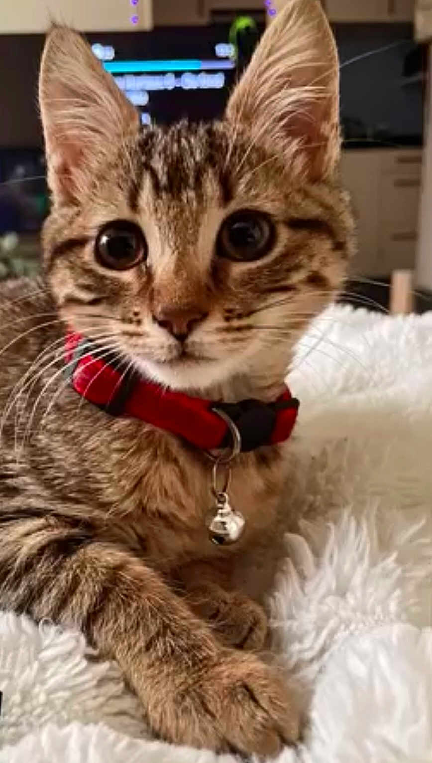 Moona participe au concours pour gagner de l'argent avec cette photo : cat, kitten, tabby, close_up, pet, collar, bell, feline, whiskers, indoor, fluffy, blanket, cute, animal, young, fur, paws, relaxed, domestic, portrait