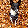 Maya a rejoint le concours — aidez-le/la à gagner de superbes lots ! dog, autumn, leaves, black_and_white, outdoor, pet, forest_floor, fall, nature, canine, fur, ears, eyes, sitting, curious, seasonal, closeup, animal, background, daylight