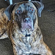 Oscar Myer is registered to the contest to win money with this photo: animal, black, brindle_coat, brown, canine, carpet, collar, dog, domestic_animal, ears, fur, household, indoor, looking, lying_down, muzzle, nostrils, pet, whiskers, white_patch