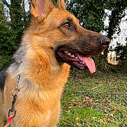 Bella participe au concours pour gagner de l'argent avec cette photo : dog, german_shepherd, animal, pet, outdoor, grass, leash, nature, canine, mammal, fur, tongue, ears, alert, portrait, standing, daylight, greenery, closeup, side_view