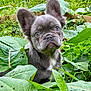 dog, puppy, french_bulldog, ears, greenery, leaves, garden, outdoor, pet, animal, cute, young, fur, nature, plant, eyes, snout, closeup, portrait, curious