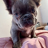 Pearl a rejoint le concours — aidez-le/la à gagner de superbes lots ! dog, puppy, french_bulldog, close_up, ears, bed, blanket, indoor, pet, cute, animal, fur, snout, paws, looking, brown, cozy, room, soft, curious
