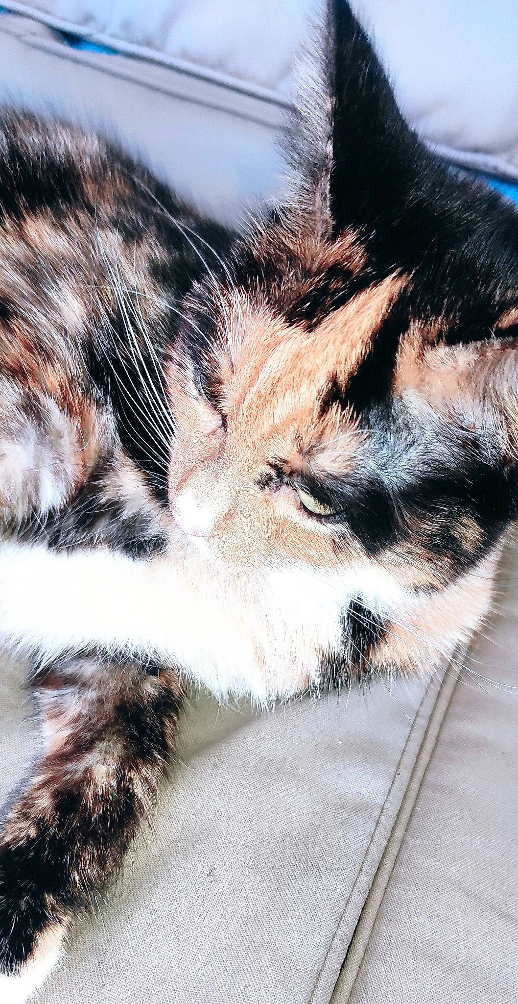 Ruby a rejoint le concours — aidez-le/la à gagner de superbes lots ! carnivore, cat, claw, close_up, cloud, comfort, domestic_short_haired_cat, fawn, felidae, fur, human_leg, mammal, nap, paw, sky, small_to_medium_sized_cats, tail, terrestrial_animal, vertebrate, whiskers