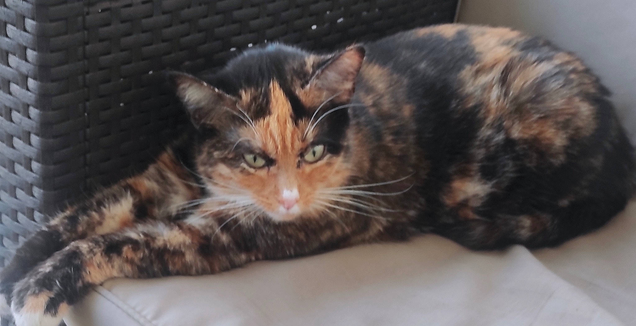 Ruby a rejoint le concours — aidez-le/la à gagner de superbes lots ! carnivore, cat, cat_supply, claw, comfort, domestic_short_haired_cat, ear, felidae, fur, paw, small_to_medium_sized_cats, whiskers