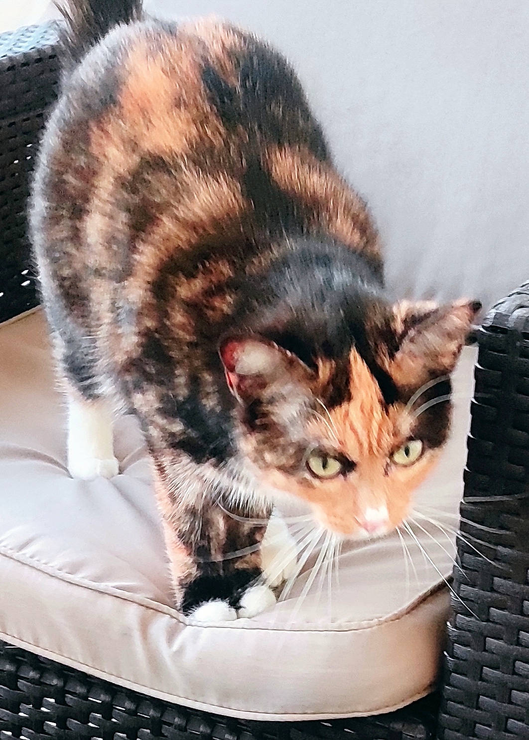 Ruby participe au concours pour gagner de l'argent avec cette photo : carnivore, cat, claw, comfort, computer_keyboard, couch, domestic_short_haired_cat, felidae, fur, human_leg, input_device, lap, paw, sitting, small_to_medium_sized_cats, snout, tail, terrestrial_animal, whiskers, window