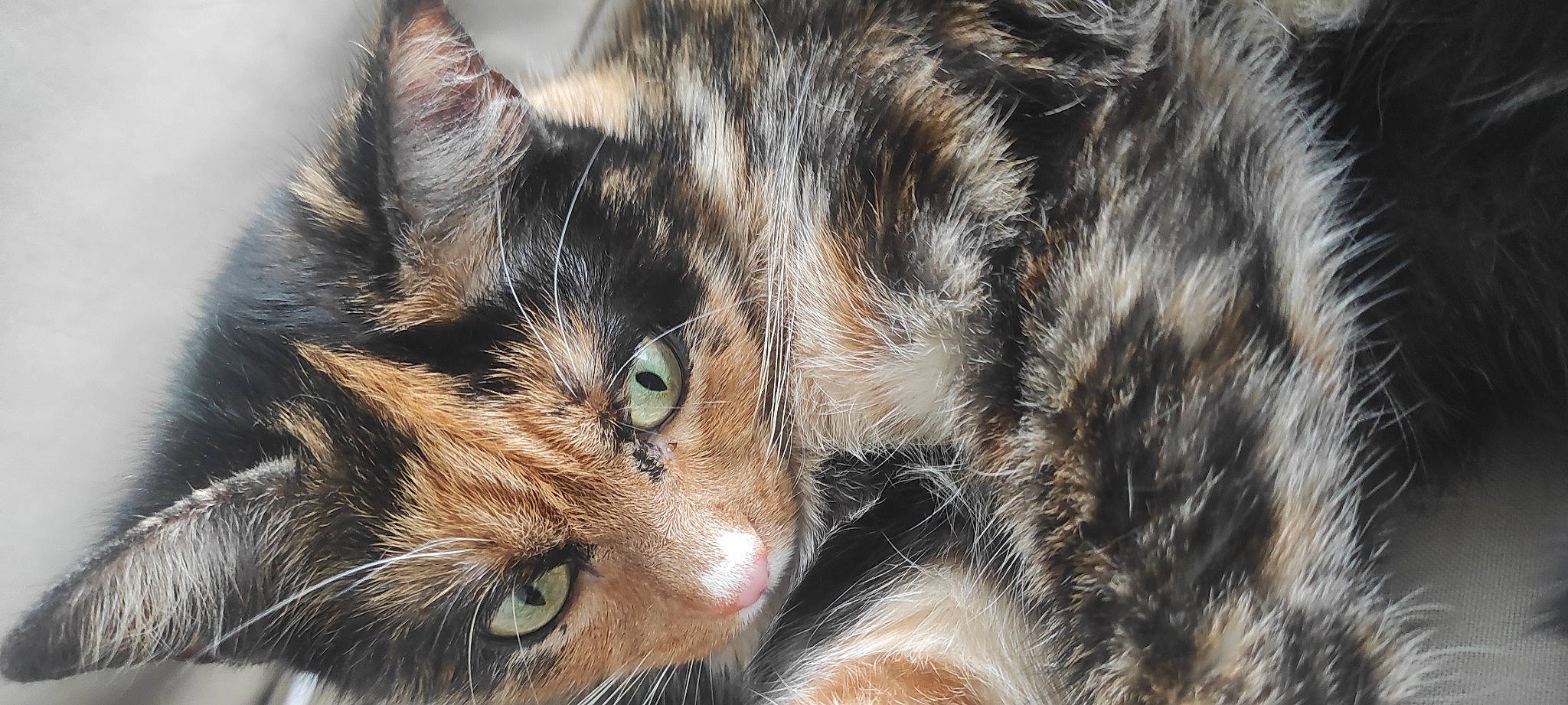 Ruby a rejoint le concours — aidez-le/la à gagner de superbes lots ! carnivore, cat, claw, close_up, domestic_short_haired_cat, ear, felidae, fur, grass, iris, paw, photography, small_to_medium_sized_cats, snout, terrestrial_animal, whiskers, wildlife