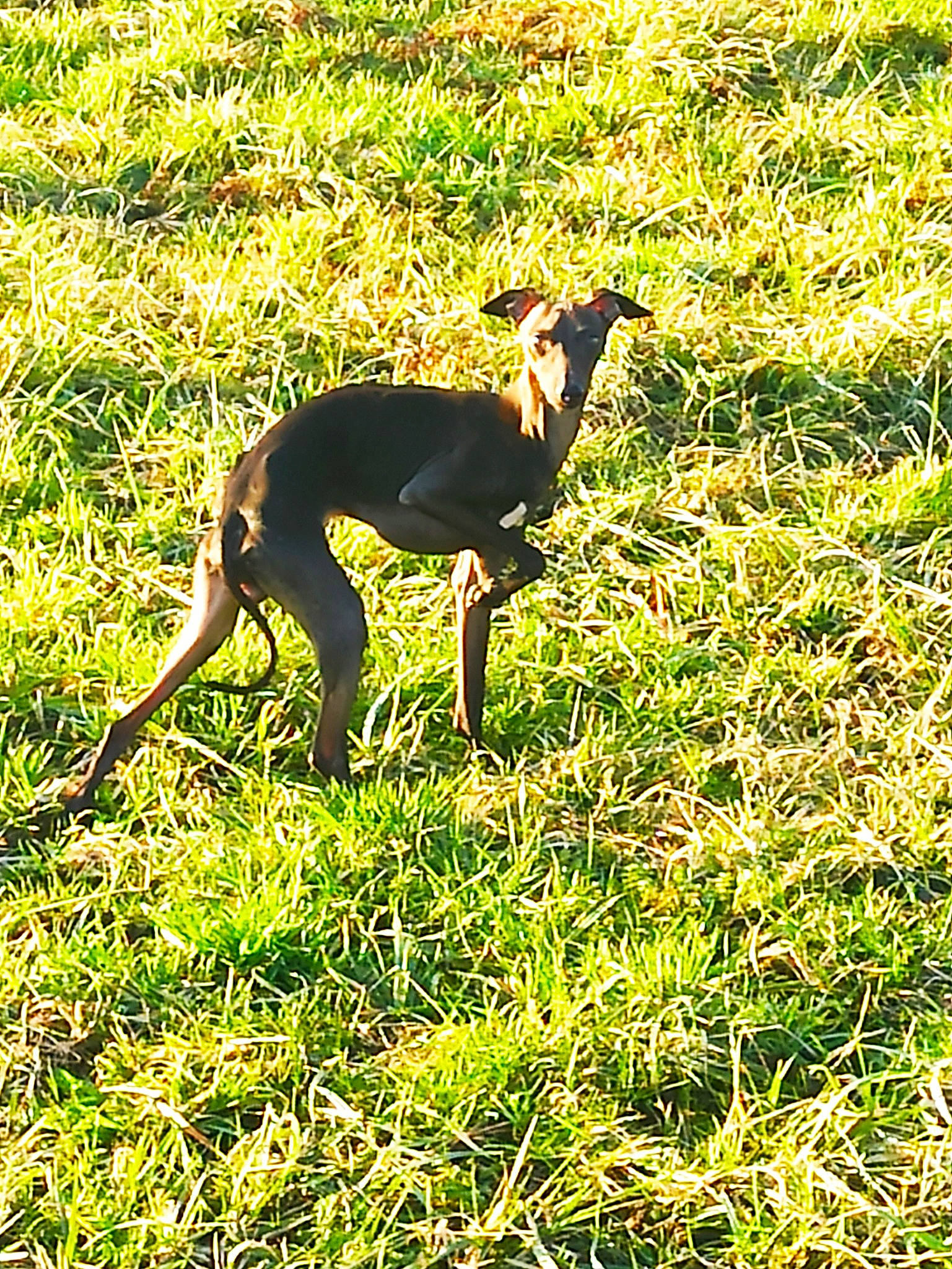 Roméo a rejoint le concours — aidez-le/la à gagner de superbes lots ! canidae, carnivore, companion_dog, dog, dog_breed, dog_supply, fawn, grass, grassland, groundcover, hunting_dog, pasture, people_in_nature, plant, sporting_group, tail, terrestrial_animal, wildlife, working_animal, working_dog