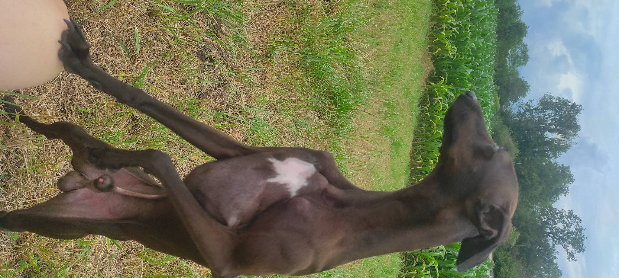 Roméo participe au concours pour gagner de l'argent avec cette photo : antelope, art, deer, fawn, giraffe, giraffidae, grass, grassland, head, horn, landscape, marsupial, pasture, plant, snout, tail, terrestrial_animal, tree, wildlife, working_animal