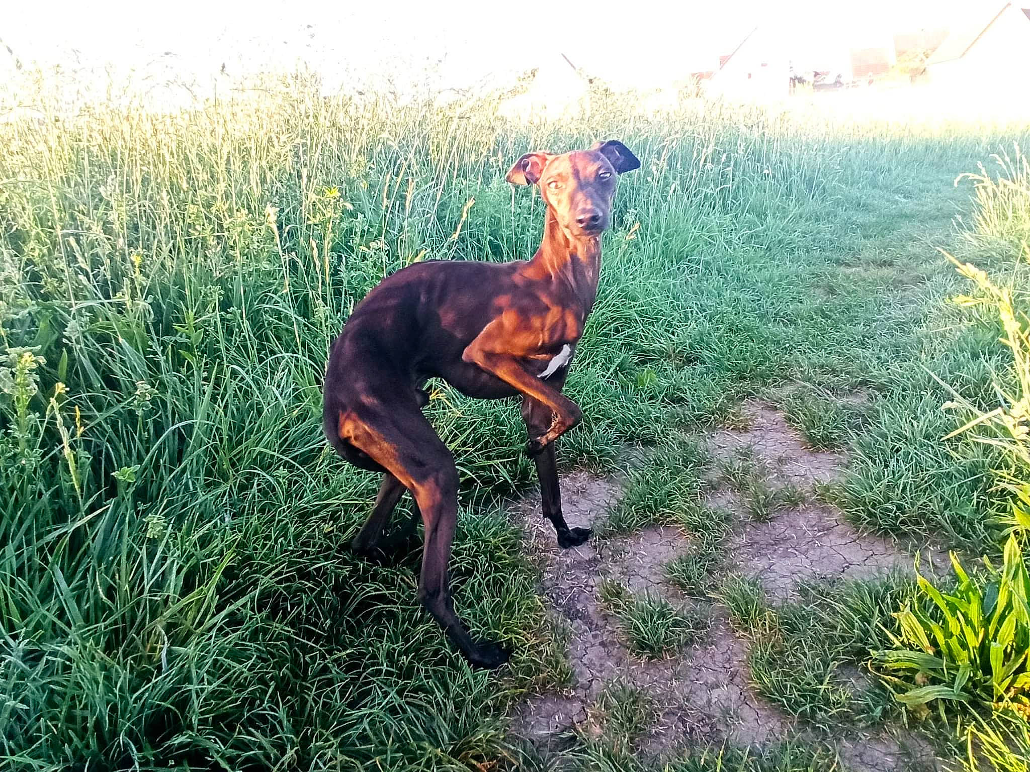 Roméo participe au concours pour gagner de l'argent avec cette photo : canidae, carnivore, companion_dog, dog, dog_breed, fawn, field, grass, grassland, landscape, liver, people_in_nature, plant, prairie, sighthound, snout, sporting_group, tail, terrestrial_animal, working_animal