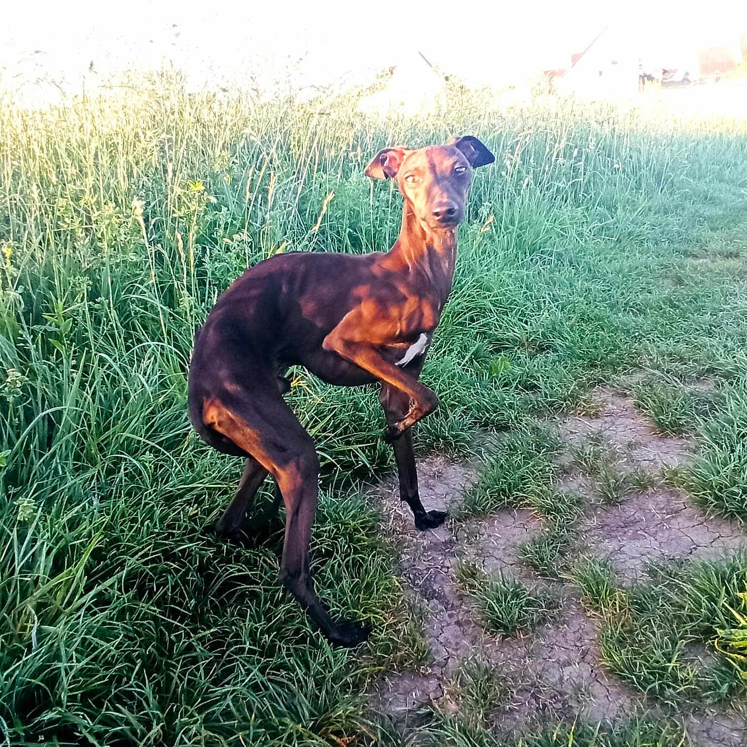 Roméo