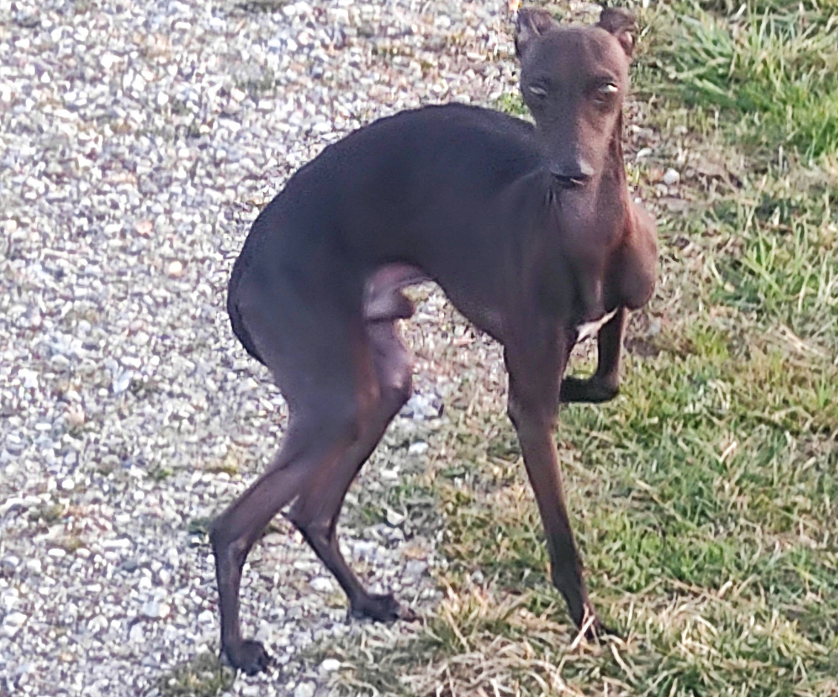 Roméo participe au concours pour gagner de l'argent avec cette photo : carnivore, collar, companion_dog, dog, dog_breed, dog_collar, dog_sports, fawn, liver, mexican_hairless_dog, peruvian_hairless_dog, pet_supply, rampur_greyhound, sighthound, snout, sporting_group, tail, terrestrial_animal, toy_dog, working_animal