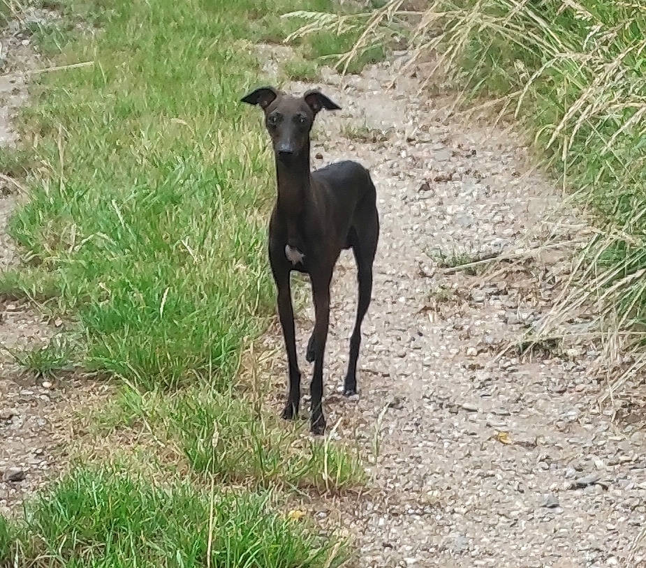 Roméo participe au concours pour gagner de l'argent avec cette photo : canidae, carnivore, dog, dog_breed, fawn, grass, hunting_dog, livestock, plant, rampur_greyhound, sighthound, snout, soil, sporting_group, tail, terrestrial_animal, working_animal