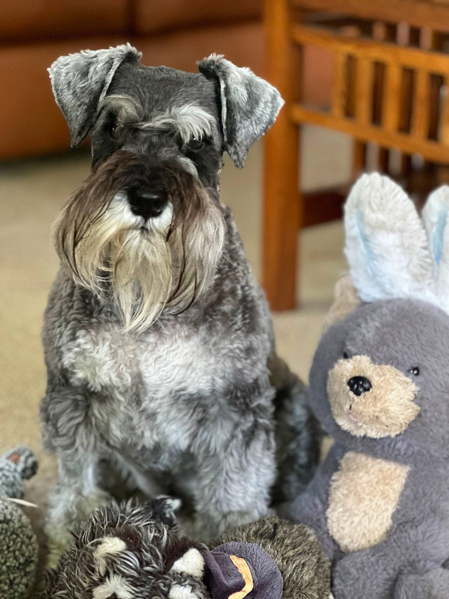 Sir Elton John is registered to the contest to win money with this photo: art, carnivore, companion_dog, dog, dog_breed, dog_supply, fur, mammal, plush, schnauzer, small_terrier, snout, standard_schnauzer, tail, terrestrial_animal, terrier, toy, toy_dog, wool, working_animal