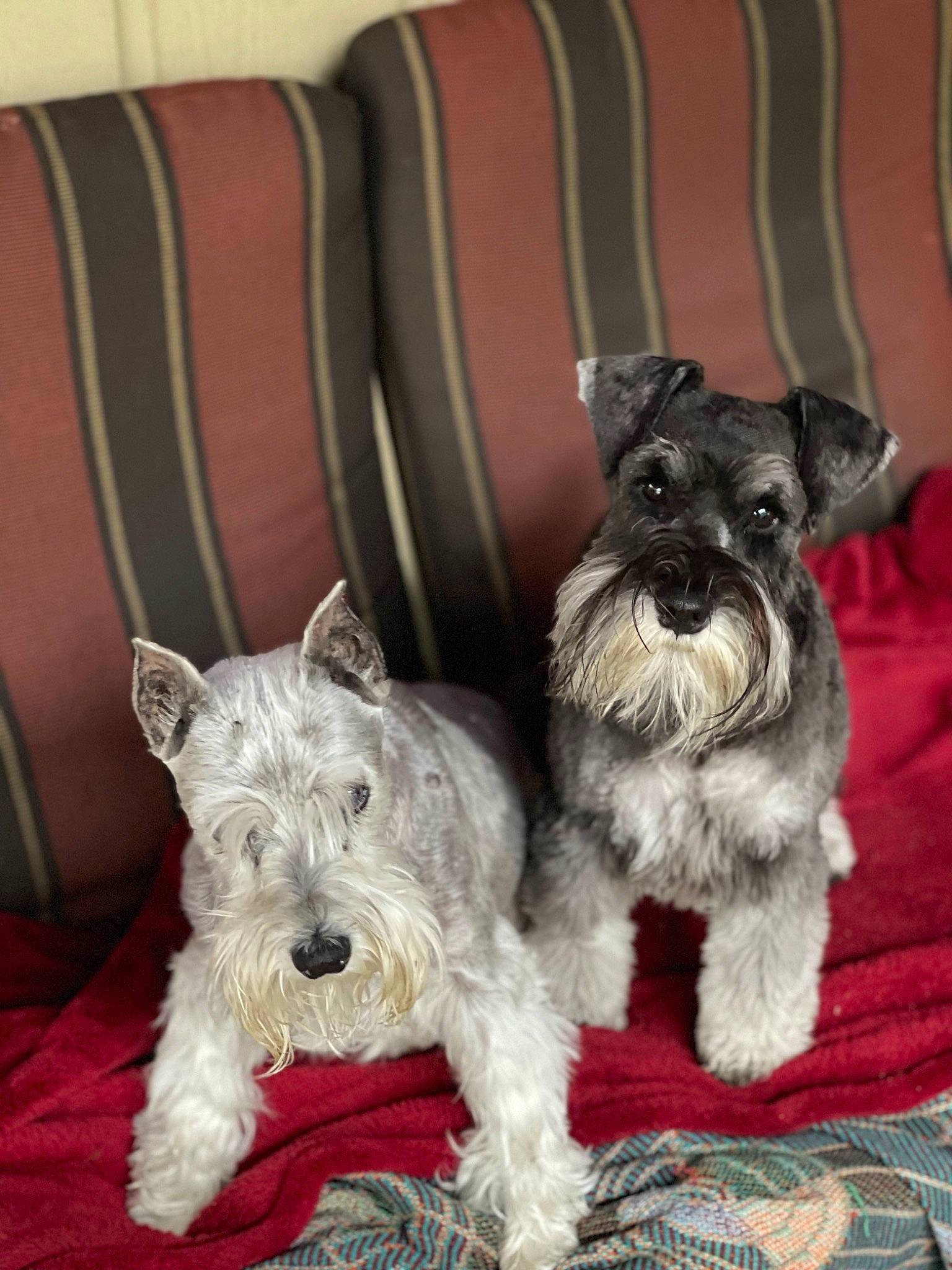Sir Elton John is registered to the contest to win money with this photo: canidae, carnivore, chair, collar, companion_dog, dog, dog_breed, dog_collar, fashion_accessory, non_sporting_group, schnauzer, small_terrier, snout, sporting_group, standard_schnauzer, terrier, working_animal