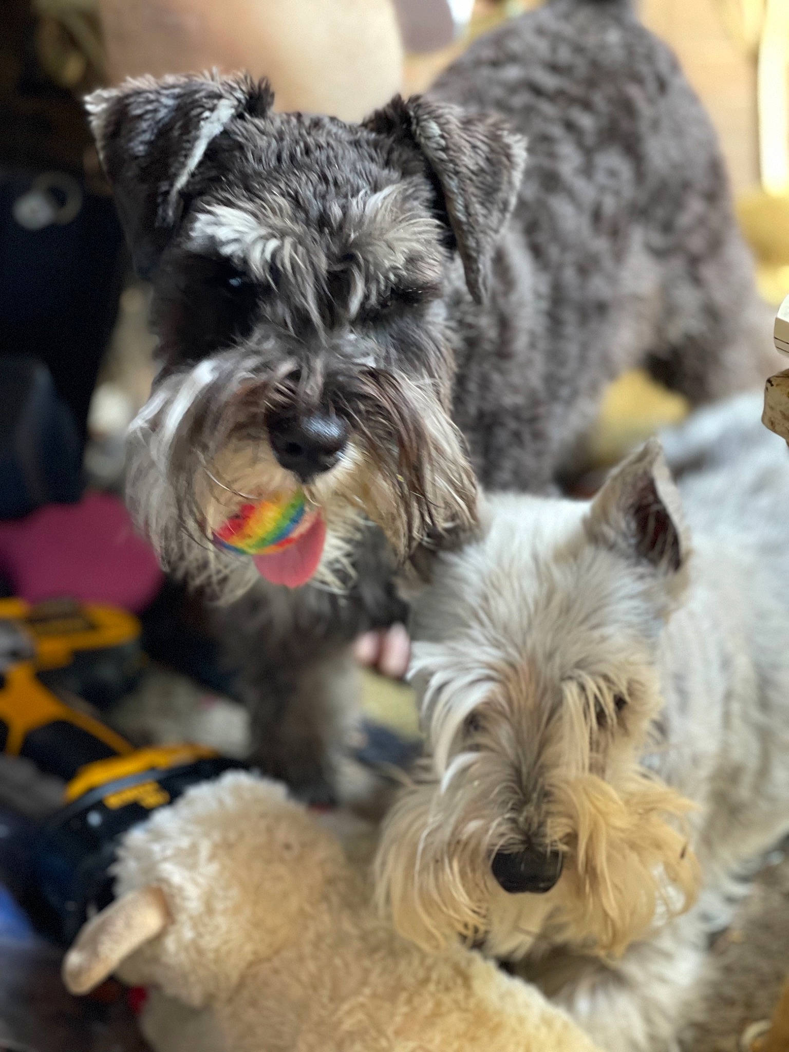 Sir Elton John joined the competition — help win amazing prizes! art, canidae, carnivore, collar, companion_dog, dog, dog_breed, dog_collar, dog_supply, fashion_accessory, fur, mammal, small_terrier, snout, sporting_group, terrier, toy_dog, vertebrate, water_dog, working_animal