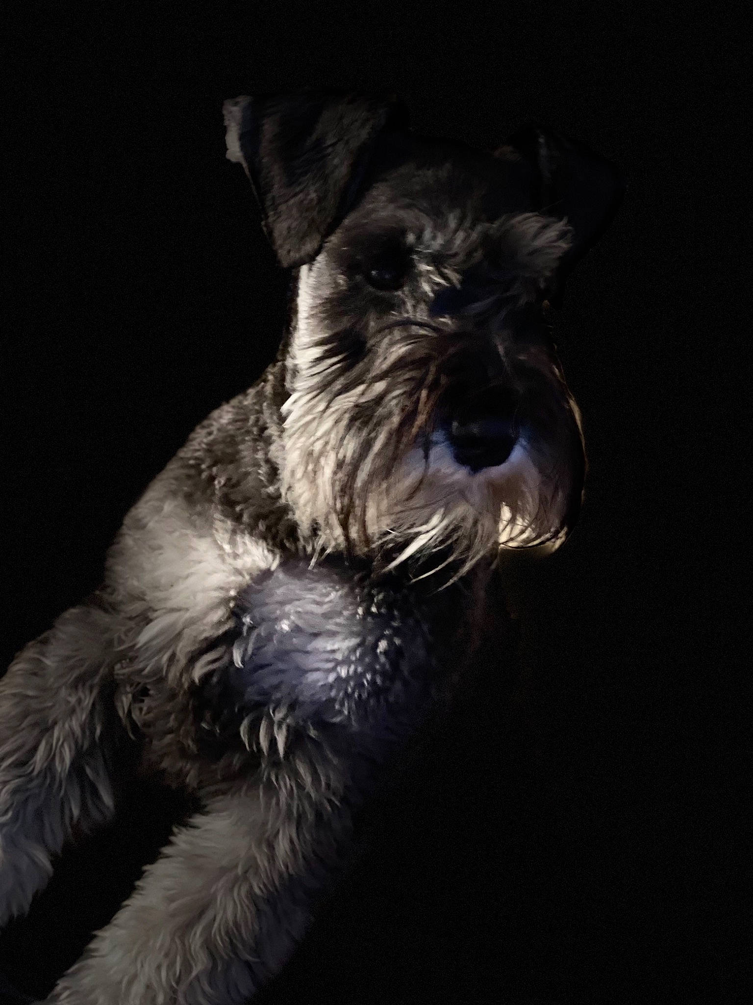 Sir Elton John is registered to the contest to win money with this photo: canidae, carnivore, companion_dog, darkness, dog, dog_breed, electric_blue, fashion_accessory, monochrome, monochrome_photography, schnauzer, small_terrier, snout, sporting_group, standard_schnauzer, terrier, toy_dog, water_dog, whiskers, working_animal