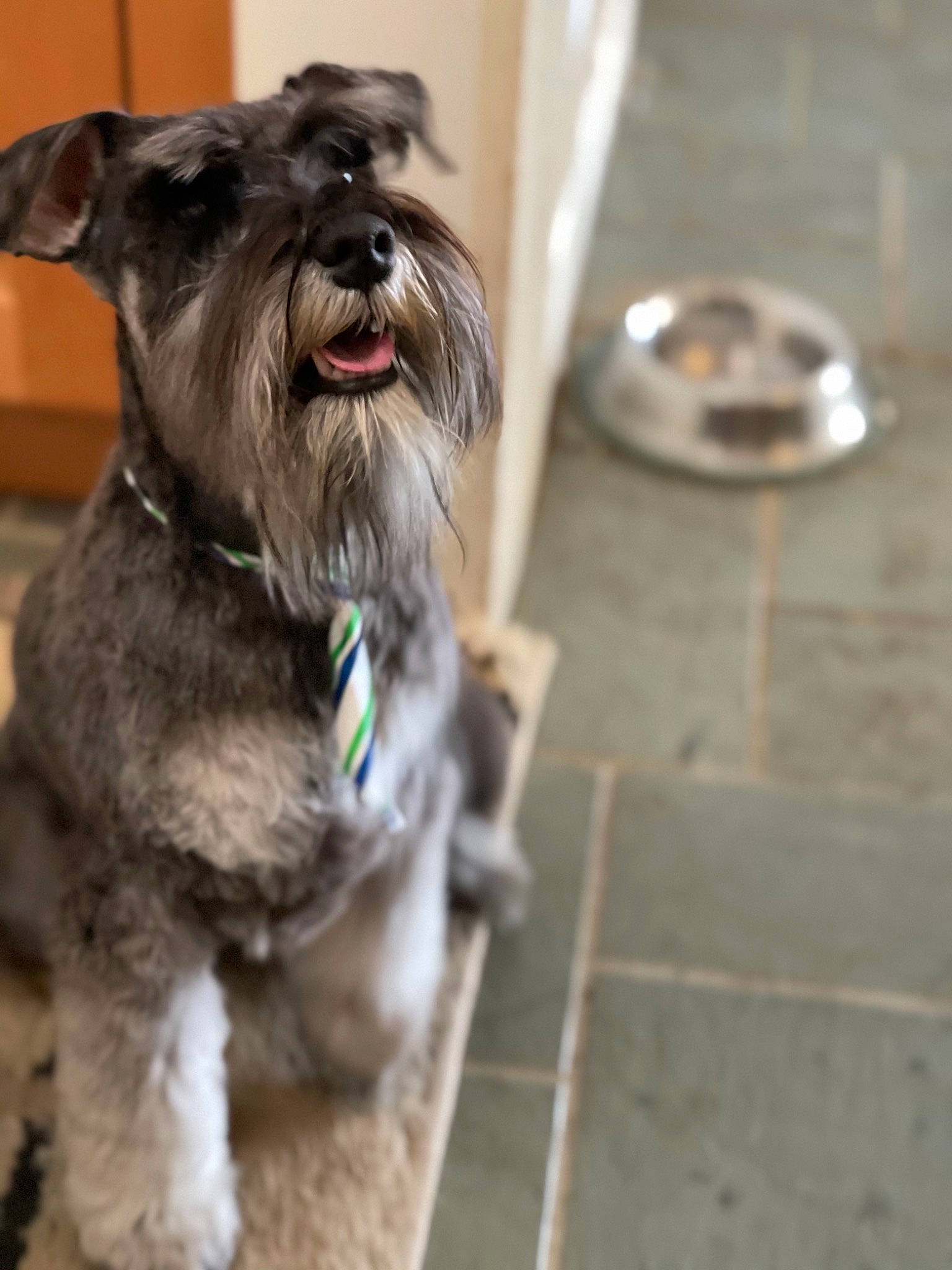 Sir Elton John joined the competition — help win amazing prizes! canidae, carnivore, collar, companion_dog, dog, dog_breed, dog_collar, dog_supply, fashion_accessory, flooring, gas, liver, small_terrier, snout, sporting_group, standard_schnauzer, terrier, tile_flooring, toy_dog, working_animal