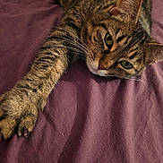 Choupette a rejoint le concours — aidez-le/la à gagner de superbes lots ! cat, tabby, pet, animal, feline, whiskers, green_eyes, stretching, paw, fur, bed, blanket, purple, relaxed, indoor, closeup, portrait, cute, domestic_cat, resting