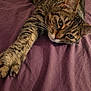 cat, tabby, pet, animal, feline, whiskers, green_eyes, stretching, paw, fur, bed, blanket, purple, relaxed, indoor, closeup, portrait, cute, domestic_cat, resting