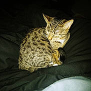 Ceviche is registered to the contest to win money with this photo: animal, blanket, cat, comfort, cozy, curled_up, cute, domestic_animal, ears, feline, fur, indoor, nap, pet, quiet, resting, sleeping, soft, tabby, whiskers