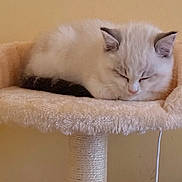 Hiro joined the competition — help win amazing prizes! adorable, animal, beige, cat, cat_perch, cozy, cute, domestic, fluffy, furry, indoor, kitten, peaceful, pet, quiet, relaxing, resting, sleeping, small, young