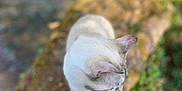 Moula a rejoint le concours — aidez-le/la à gagner de superbes lots ! animal, blur, cat, closeup, daylight, ears, feline, fur, grass, greenery, log, moss, nature, outdoor, pet, shallow_depth_of_field, tree, walking, whiskers, wildlife