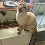 Moula a rejoint le concours — aidez-le/la à gagner de superbes lots ! animal, cabinet, cat, decor, ears, eyes, feline, fish_tank, fur, houseplant, indoor, meowing, mouth_open, natural_light, pet, playful, tail, weight_plate, white_surface, wooden_floor