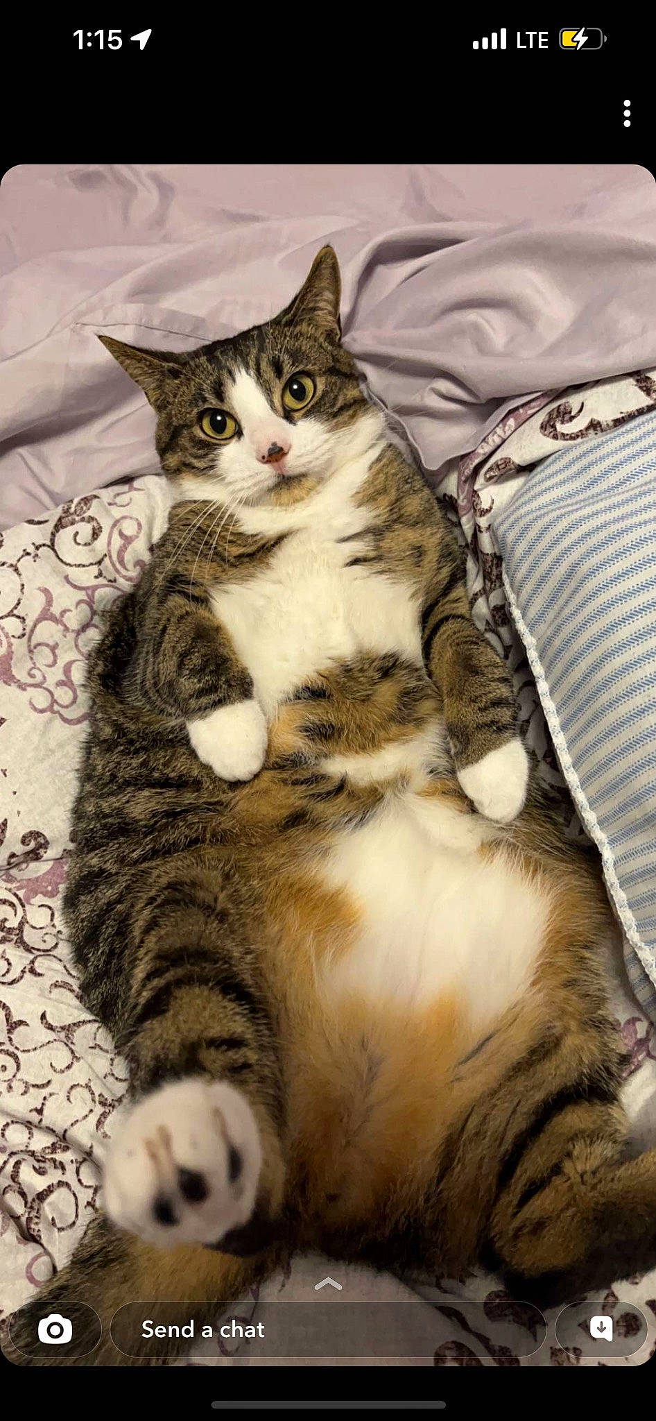 Tiger is registered to the contest to win money with this photo: carnivore, cat, claw, comfort, domestic_short_haired_cat, felidae, foot, fur, paw, sitting, small_to_medium_sized_cats, snout, tail, terrestrial_animal, whiskers