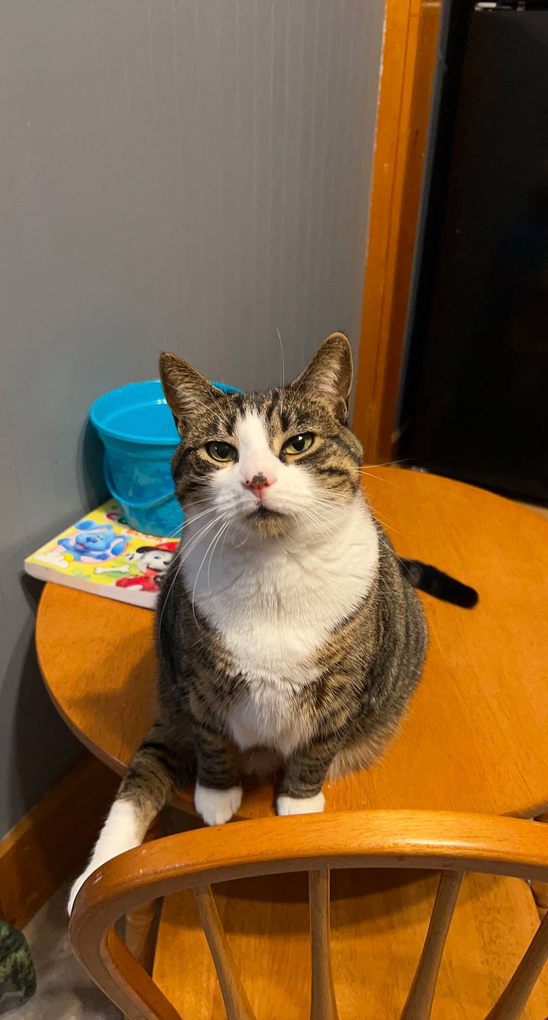 Tiger is registered to the contest to win money with this photo: box, cardboard, carnivore, cat, cat_furniture, cat_supply, comfort, domestic_short_haired_cat, door, felidae, fur, paw, room, small_to_medium_sized_cats, snout, table, whiskers, window, wood