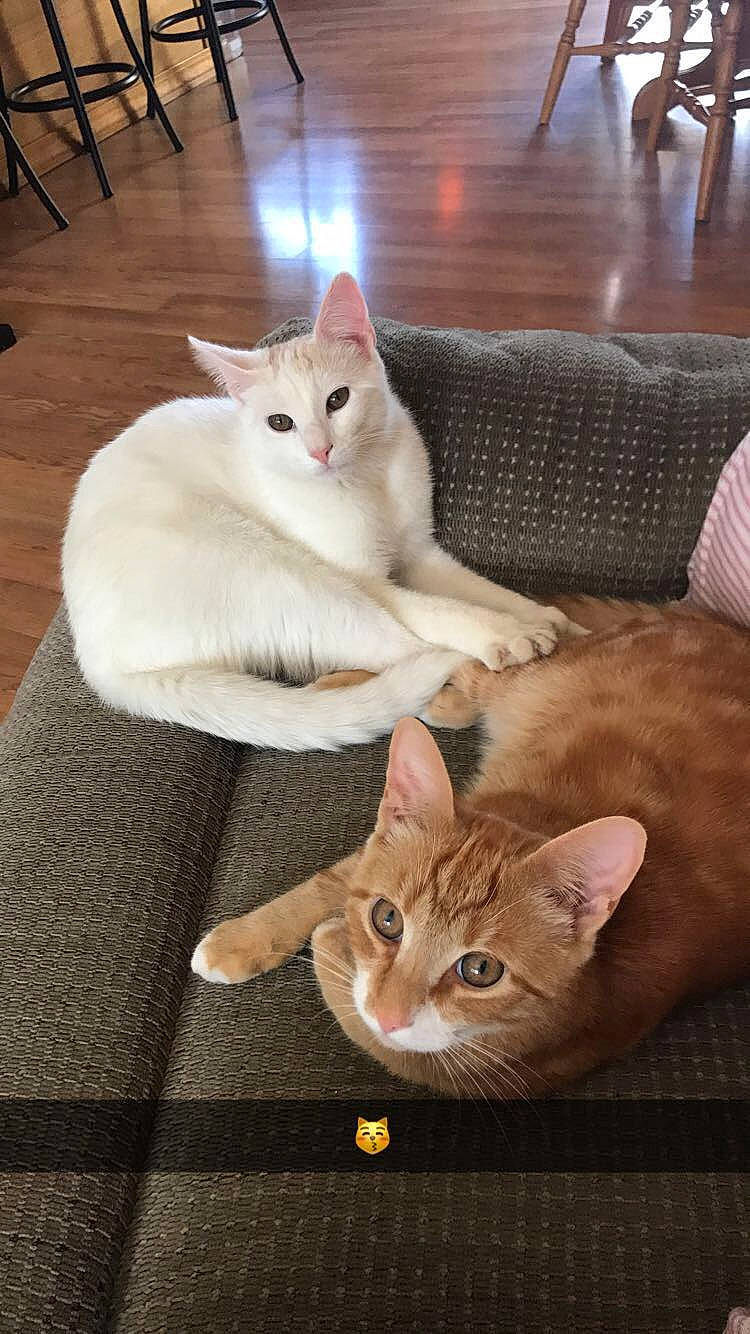 Moxie joined the competition — help win amazing prizes! carnivore, cat, comfort, domestic_short_haired_cat, fawn, felidae, flooring, fur, hardwood, paw, small_to_medium_sized_cats, snout, tail, whiskers, white, wood