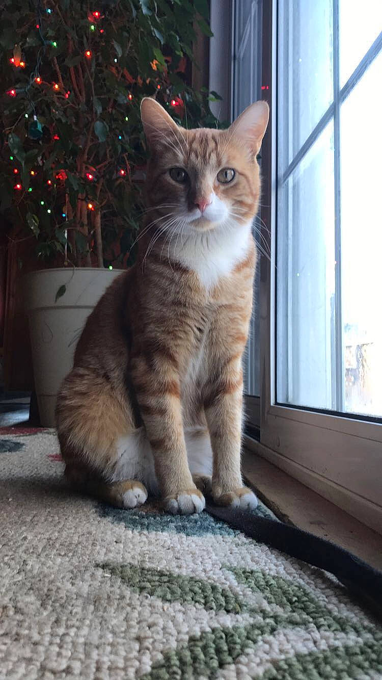 Moxie is registered to the contest to win money with this photo: carnivore, cat, christmas_ornament, christmas_tree, conifer, domestic_short_haired_cat, event, fawn, felidae, fur, holiday, paw, plant, sitting, small_to_medium_sized_cats, tail, tree, whiskers, window, wood