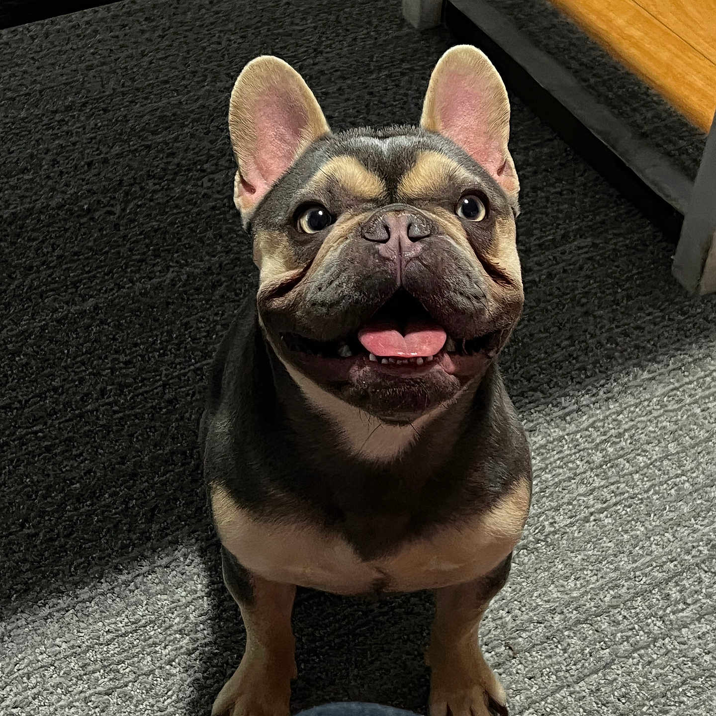 Louie is registered to the contest to win money with this photo: animal, bodypart, bulldog, canine, dog, frenchbulldog, hardwood, hound, indoors, interiordesign, mouth, person, pet, pitbull, pug, puppy, snout, stainedwood, tongue, wood