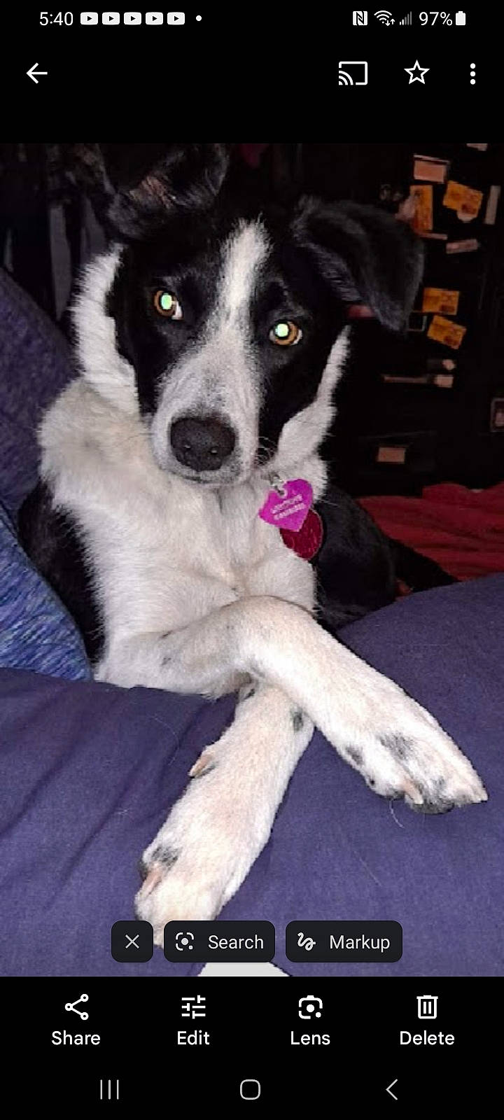 Lightning Bolt joined the competition — help win amazing prizes! art, border_collie, canidae, carnivore, companion_dog, dog, dog_breed, fur, herding_dog, puppy, snout, sporting_group, whiskers, working_animal, working_dog