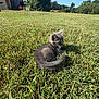 kitten, gray_cat, grass, outdoor, sunlight, field, house, tree, sky, nature, pet, animal, young_cat, curious, small, mammal, feline, daytime, greenery, relaxing