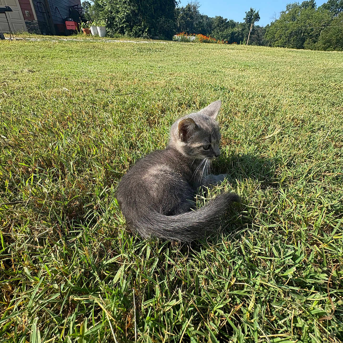 Elody is registered to the contest to win money with this photo: animal, curious, daytime, feline, field, grass, gray_cat, greenery, house, kitten, mammal, nature, outdoor, pet, relaxing, sky, small, sunlight, tree, young_cat